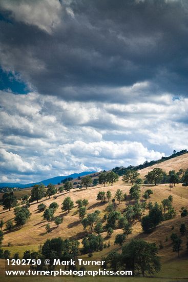 Blue Oaks on rolling hills
