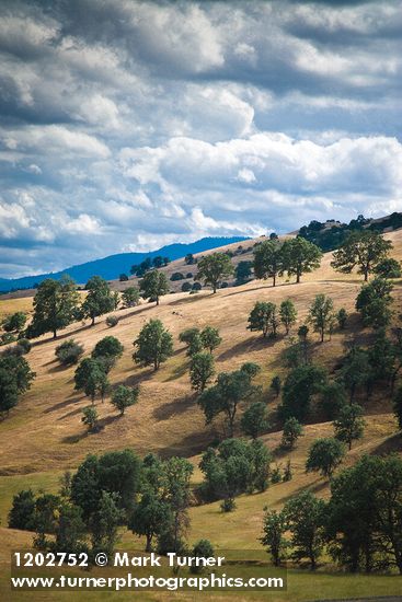Blue Oaks on rolling hills