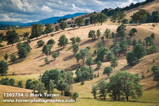 Blue Oaks on rolling hills