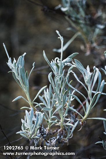 Bastardsage foliage detail