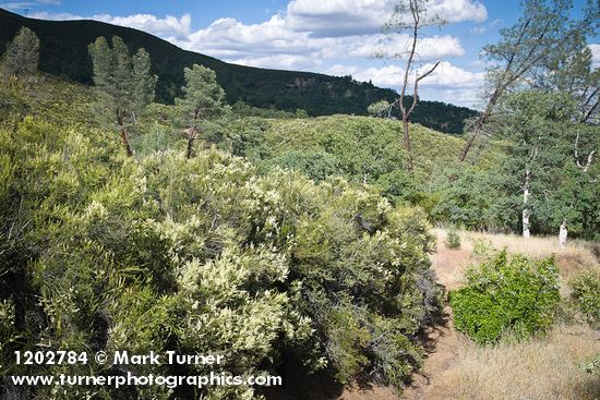 Chamise w/ Gray Pines