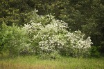 Coast Whitethorn