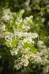 Coast Whitethorn blossoms & foliage