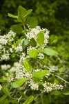 Coast Whitethorn blossoms & foliage