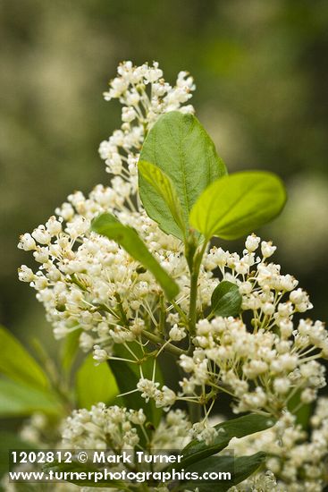 Coast Whitethorn blossoms & foliage detail