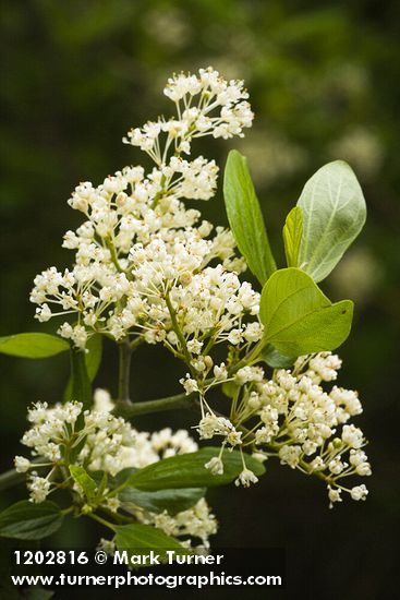 Coast Whitethorn blossoms & foliage detail