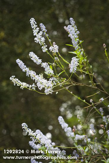 Jim Brush blossoms & foliage