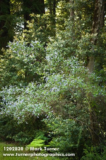 Parry Ceanothus