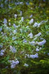 Parry Ceanothus blossoms & foliage