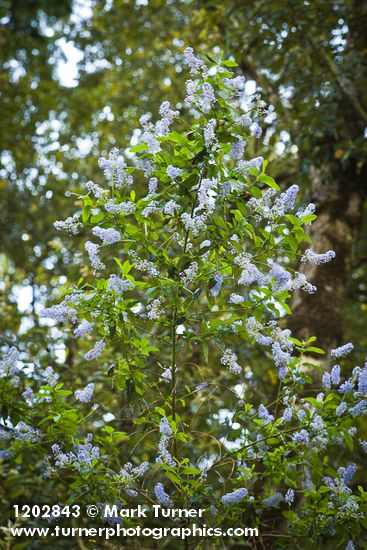 Parry Ceanothus blossoms & foliage