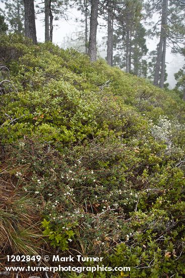 Arching Ceanothus w/ Huckleberry Oaks