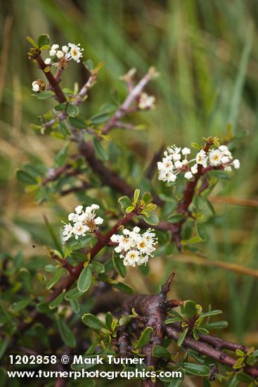 Arching Ceanothus blossoms & foliage detail