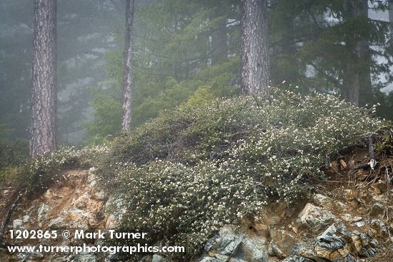 Arching Ceanothus under Jeffrey Pines