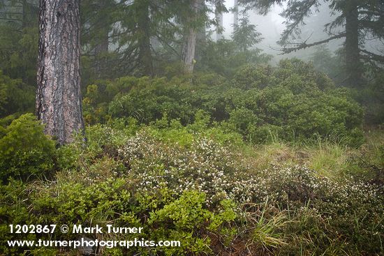 Arching Ceanothus under Jeffrey Pines w/ Huckleberry Oaks