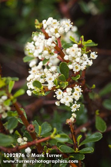 Arching Ceanothus blossoms & foliage detail