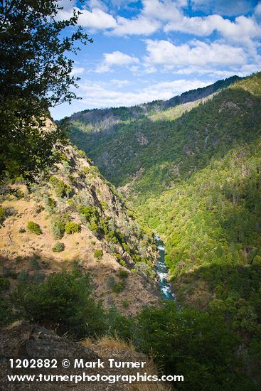 Fir & Ponderosa Pine forest, Gray Pines on Bell Creek canyon walls at Trinity River