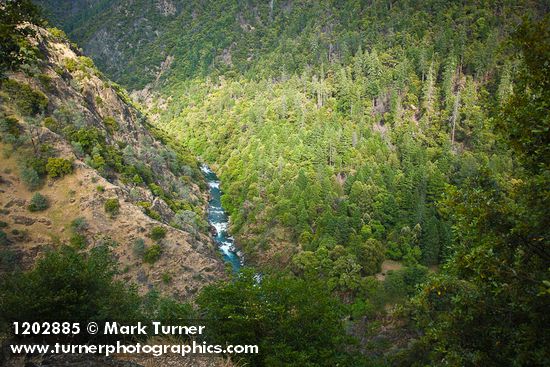 Fir & Ponderosa Pine forest, Gray Pines on Bell Creek canyon walls at Trinity River
