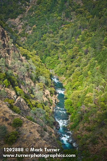 Fir & Ponderosa Pine forest, Gray Pines on Bell Creek canyon walls at Trinity River