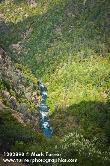 Fir & Ponderosa Pine forest, Gray Pines on Bell Creek canyon walls at Trinity River w/ Deer Brush fgnd