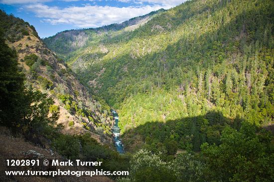 Fir & Ponderosa Pine forest, Gray Pines on Bell Creek canyon walls at Trinity River w/ Deer Brush fgnd