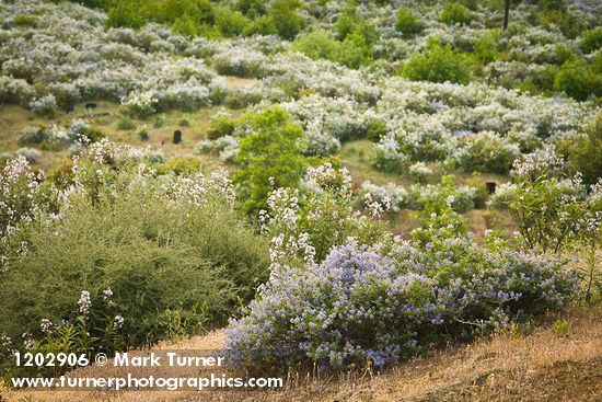 Chaparral Whitethorn w/ Yerba Santa, Deer Brush on hillside ~10 years after fire