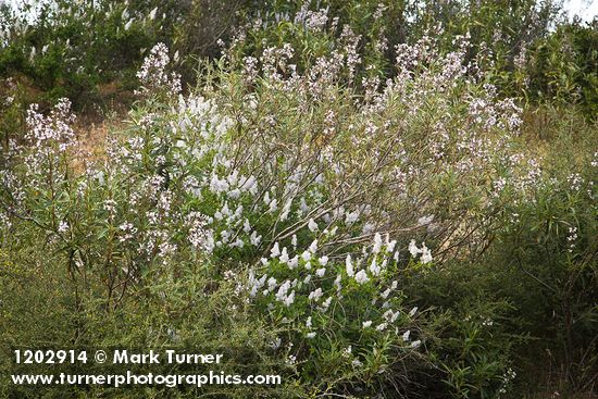 Yerba Santa w/ Deer Brush