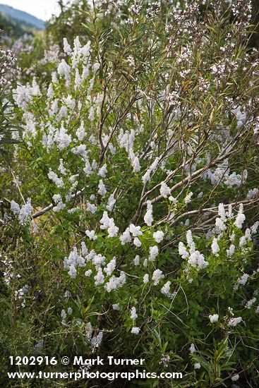 Deer Brush w/ Yerba Santa