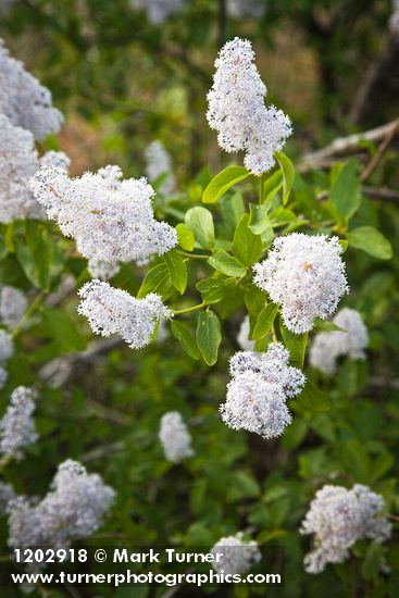 Deer Brush blossoms & foliage
