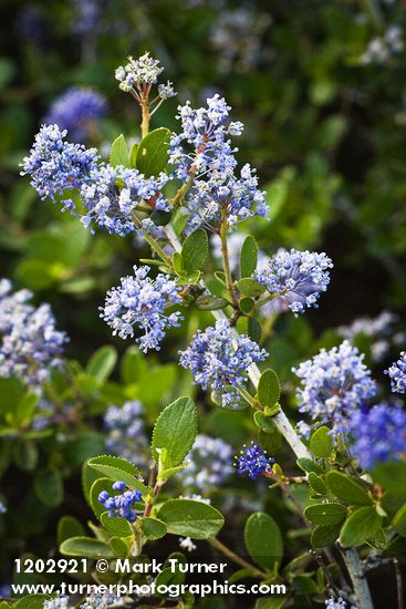 Chaparral Whitethorn blossoms & foliage