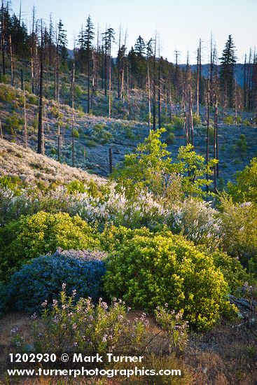 Chaparral Whitethorn w/ Yerba Santa, Deer Brush, Manzanita on hillside ~10 years after fire