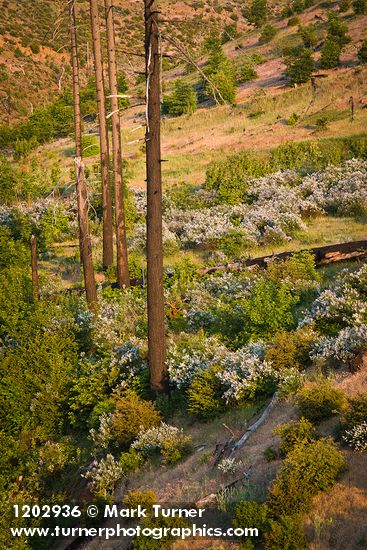 Deer Brush, Manzanita on hillside ~10 years after fire