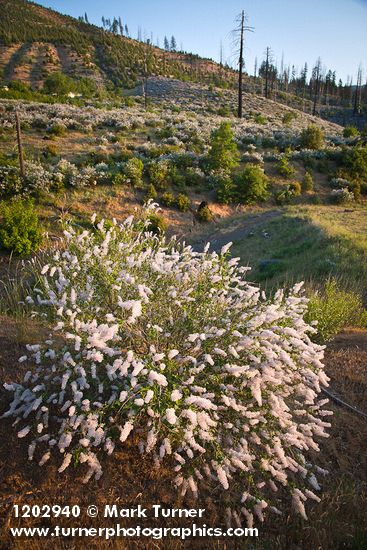 Deer Brush, Chaparral Whitethorn on hillside ~10 years after fire