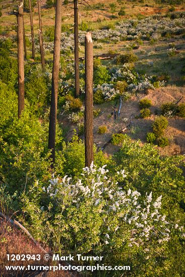Deer Brush, Chaparral Whitethorn on hillside ~10 years after fire