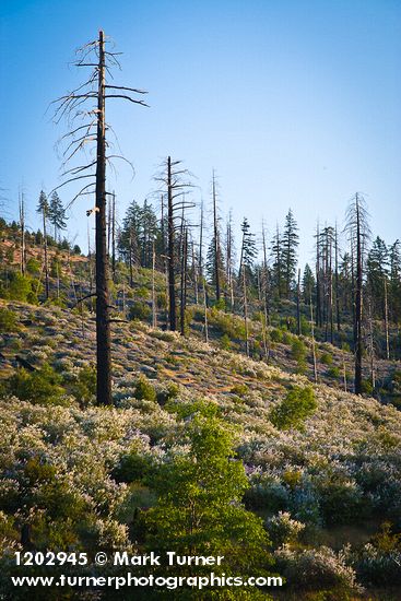 Deer Brush, Chaparral Whitethorn on hillside ~10 years after fire