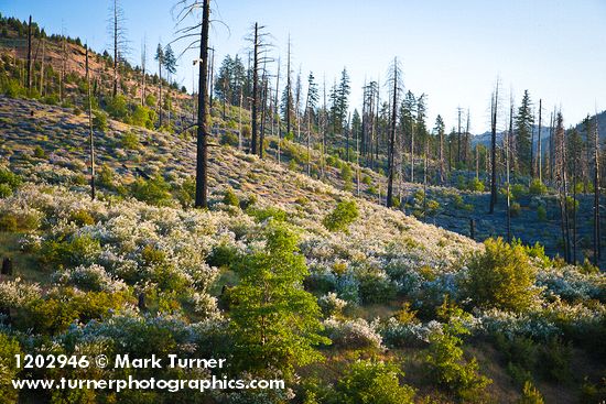 Deer Brush, Chaparral Whitethorn on hillside ~10 years after fire