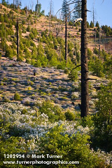 Deer Brush, Chaparral Whitethorn on hillside ~10 years after fire