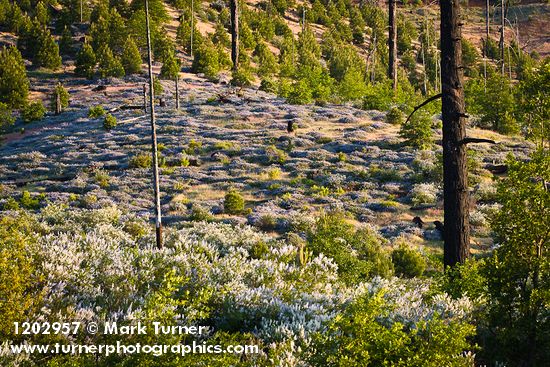 Deer Brush, Chaparral Whitethorn on hillside ~10 years after fire