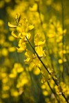 Spanish Broom blossoms