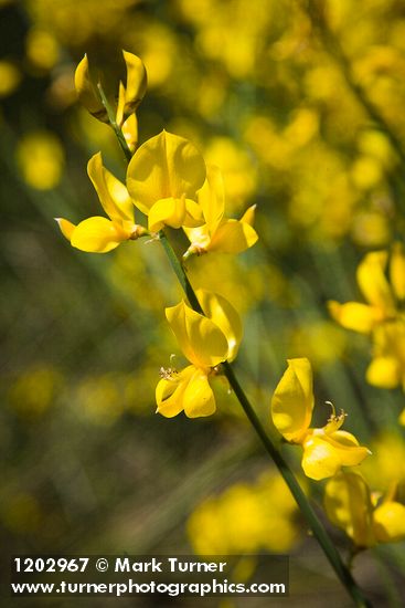Spanish Broom blossoms