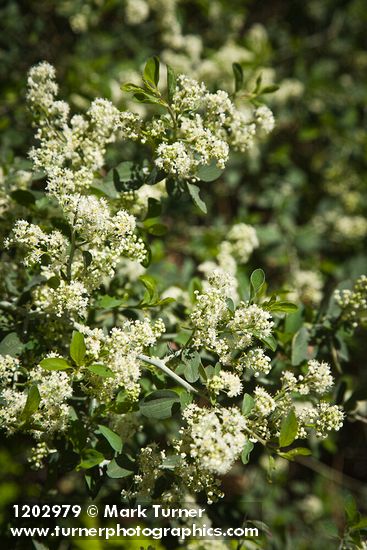 Mountain Whitethorn blossoms & foliage