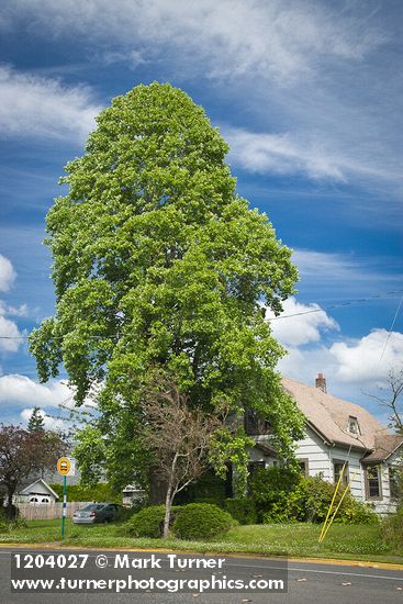 Tulip Poplar in front of home