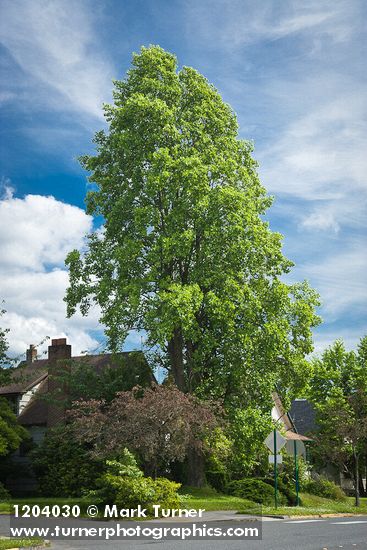 Tulip Poplar in front of home