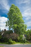 Tulip Poplar in front of home