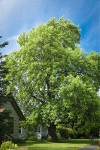 Tulip Poplar in front yard