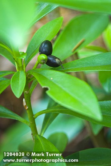 Spurge Laurel fruit & foliage