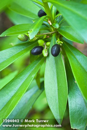 Spurge Laurel fruit & foliage