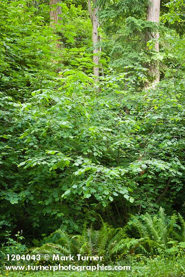 Common Filbert w/ Sword Ferns at base