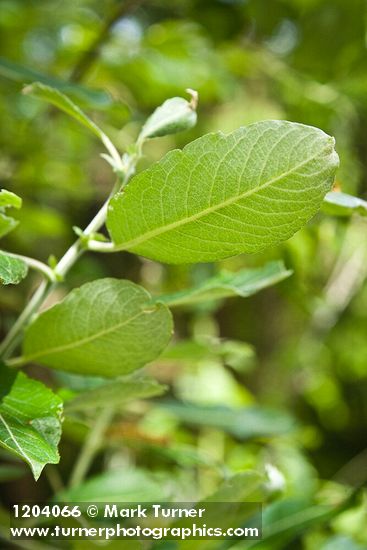 Scouler's Willow foliage underside