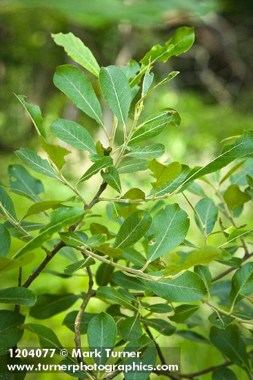 Scouler's Willow foliage