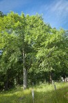 American Elm